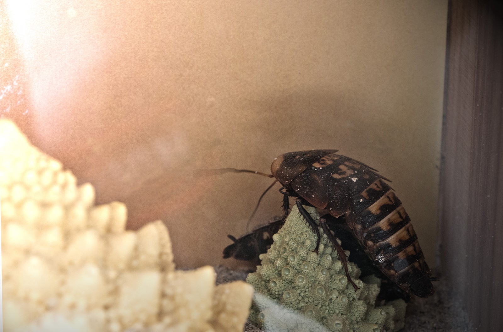 Biologisk og Syntetisk kunst med levende insekter</br>En dødningehovedkakerlak i MOTORs værk Night shortly.
<br />Rethinking MATTER - Biotic Synthetic på Godsbanen</br>Foto: Mariana Gil