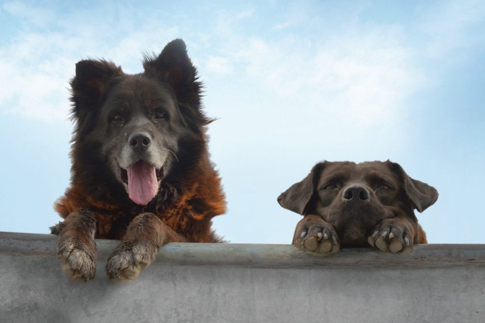 Tag hunden med i biffen</br>Se chiles skatere fra hundeperspektiv i dokumentarfilmen Los reyes.</br>Foto: PR-foto
