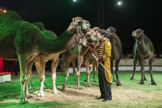 Elefanten laver stort i manegen</br>Dromedarerne tager en ørkenvandring i manegen.</br>Foto: PR-foto Cirkus Arena