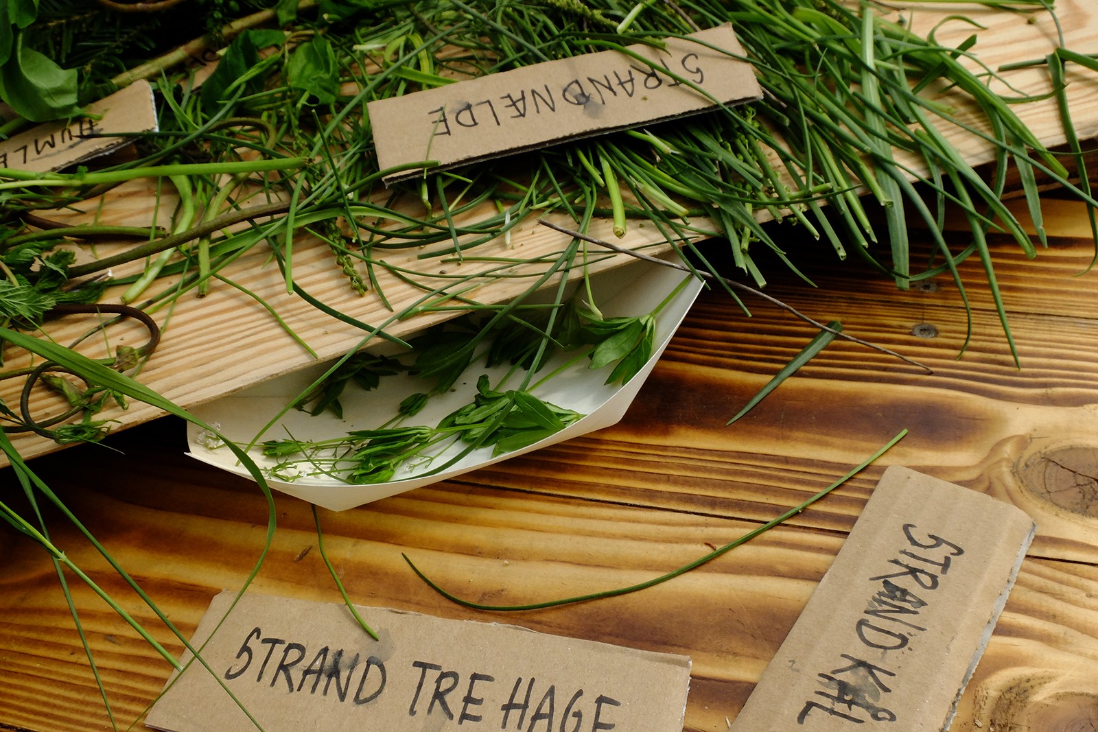 Billedserie fra Heartland 2017</br>Heartland Tasteland, Vilde planter med Thomas Laursen. Heartland ønsker, at deres mad-profil skal være helt anderledes end andre festivalers.</br>Foto: Pil Lindgreen