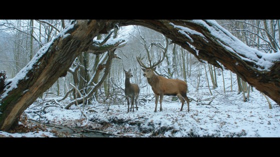 De bedste film vi har set i 2017</br>De to hovedpersoner mødes som dyr i en drømmeverden.</br>Foto: Stillbillede fra filmen
