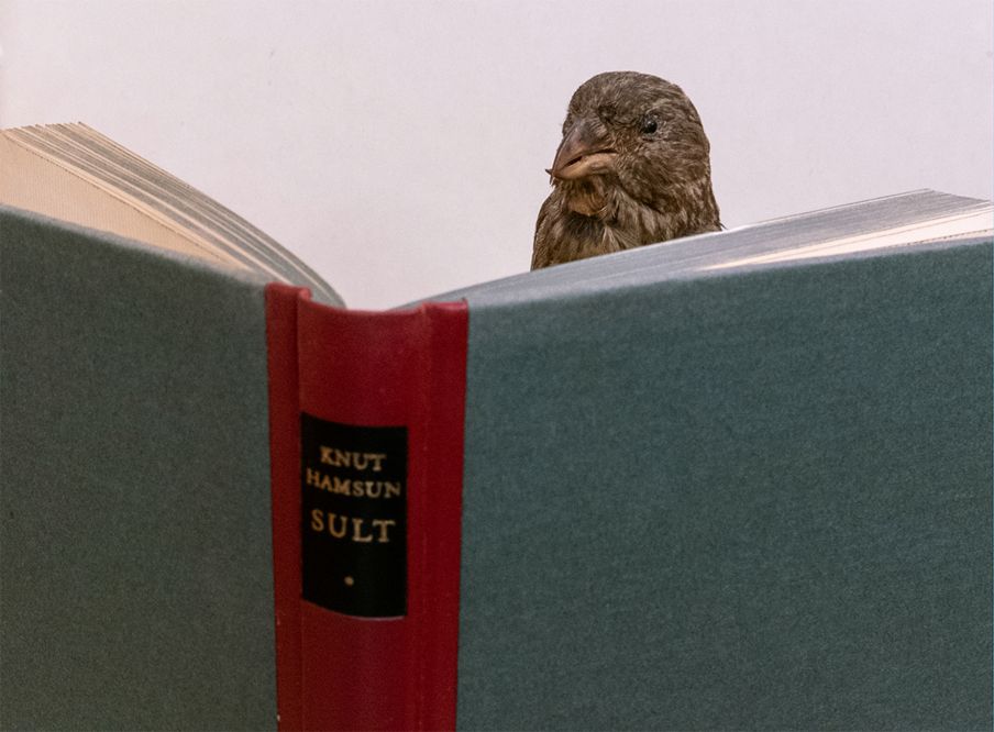 Når du har læst bogen, skal du give den videre - den skal være en fri fugl</br>Bodil Sohn har i kapitlet 'Fuglenes bibliotek' fotograferet udstoppede fugle blandt bøger og billeder</br>Foto: Foto: Bodil Sohn